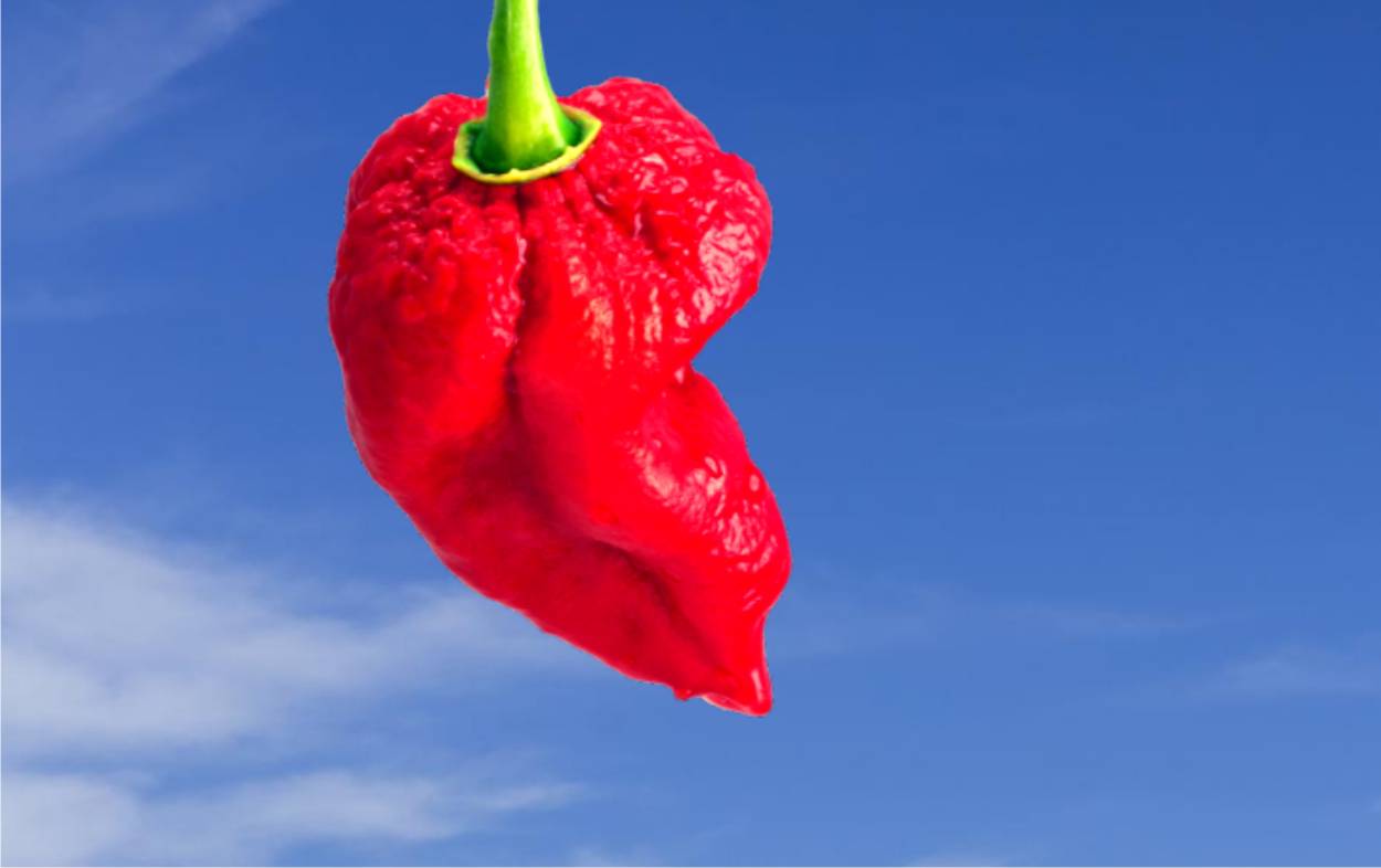 ininity chili