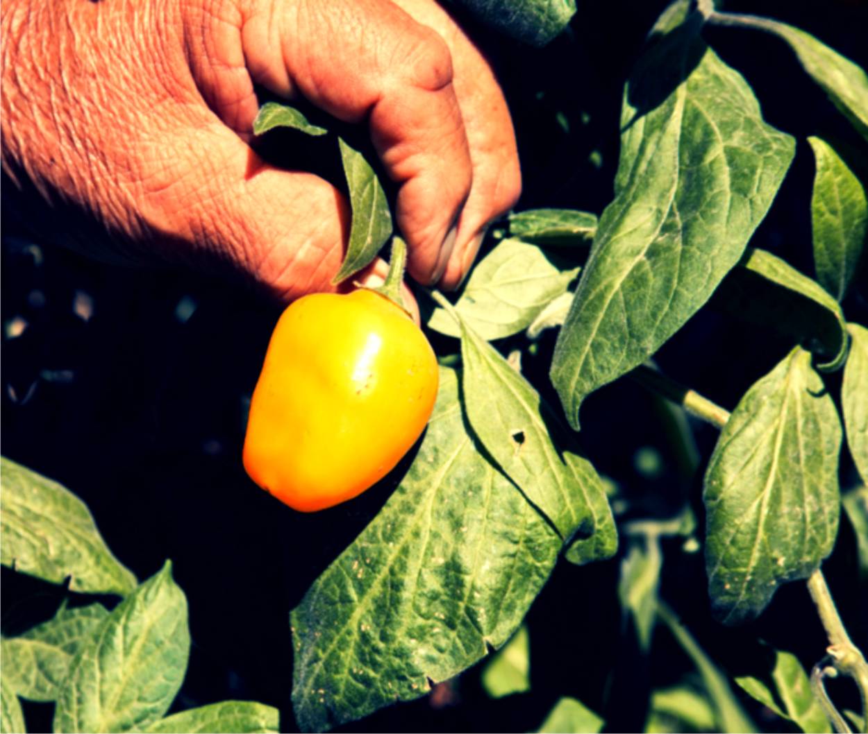 capsicum pubescens