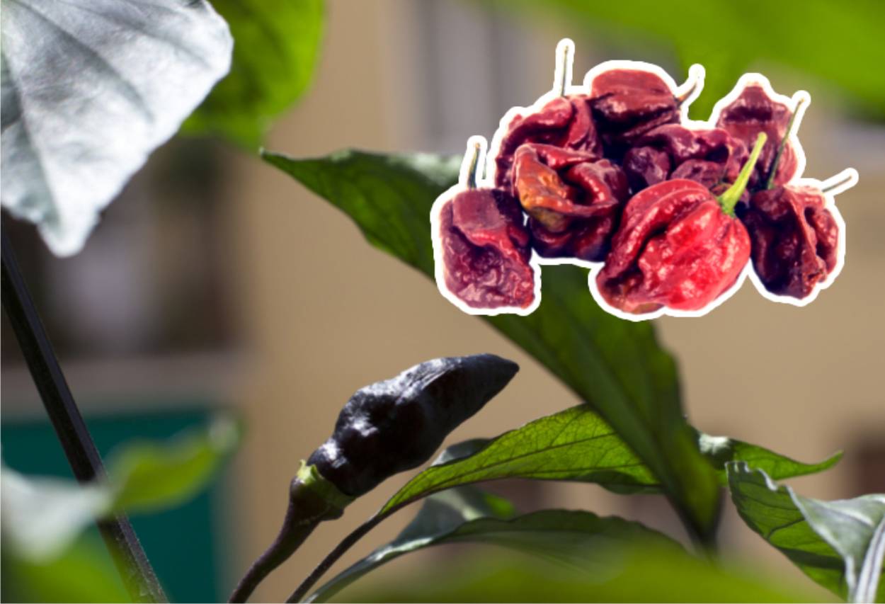 trinidad moruga scorpion