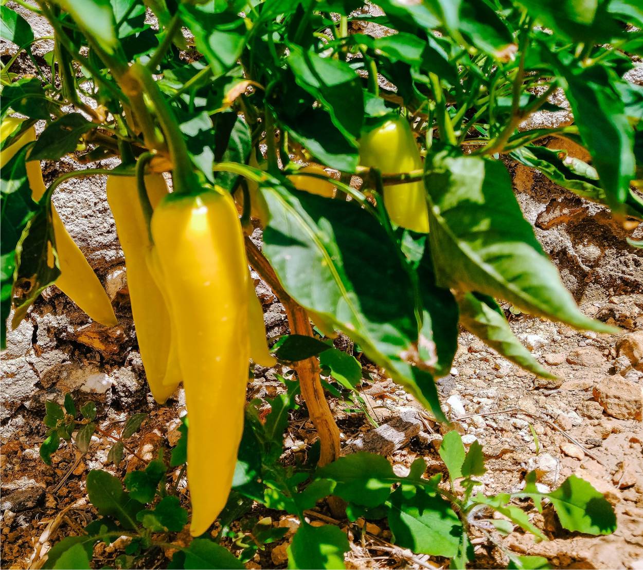 peperoncini gialli