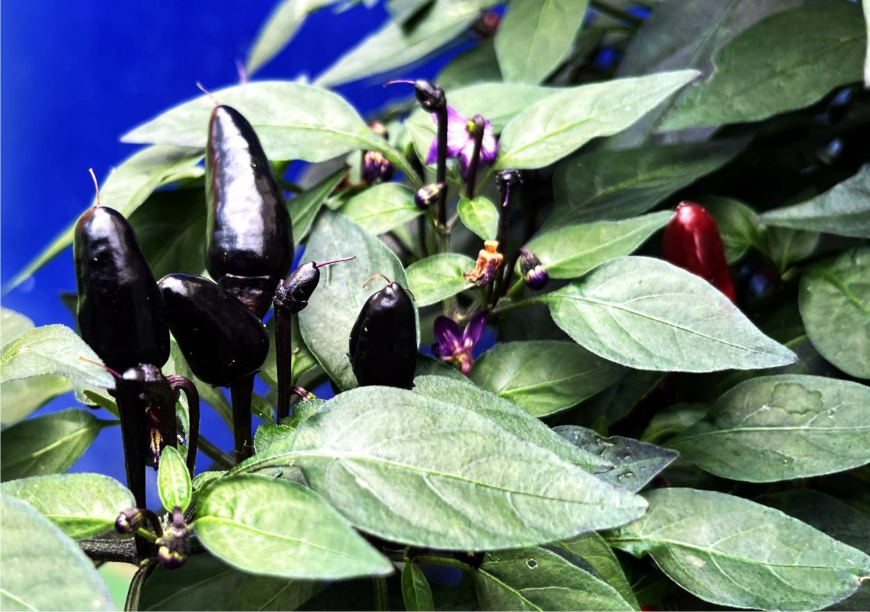 peperoncini neri