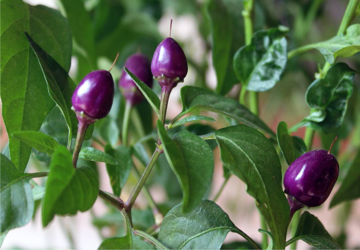 peperoncini viola